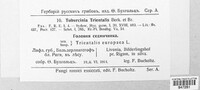 Tuburcinia trientalis image